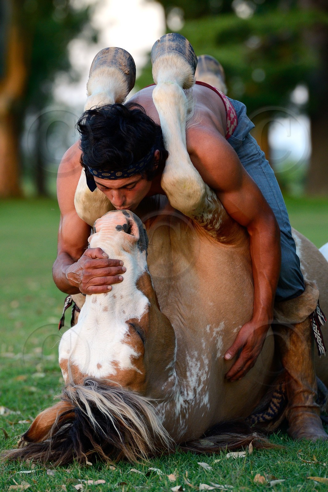 Argentine, province de Buenos Aires, San Antonio de Areco, estancia La Bamba de Areco, demonstration du savoir-faire d'un cavalier amerindien avec son cheval, le baiser au cheval  Argentina, Buenos Aires Province, San Antonio de Areco, estancia La Bamba de Areco, demonstration of the skills of an Amerindian rider with his horse, the kiss to the horse