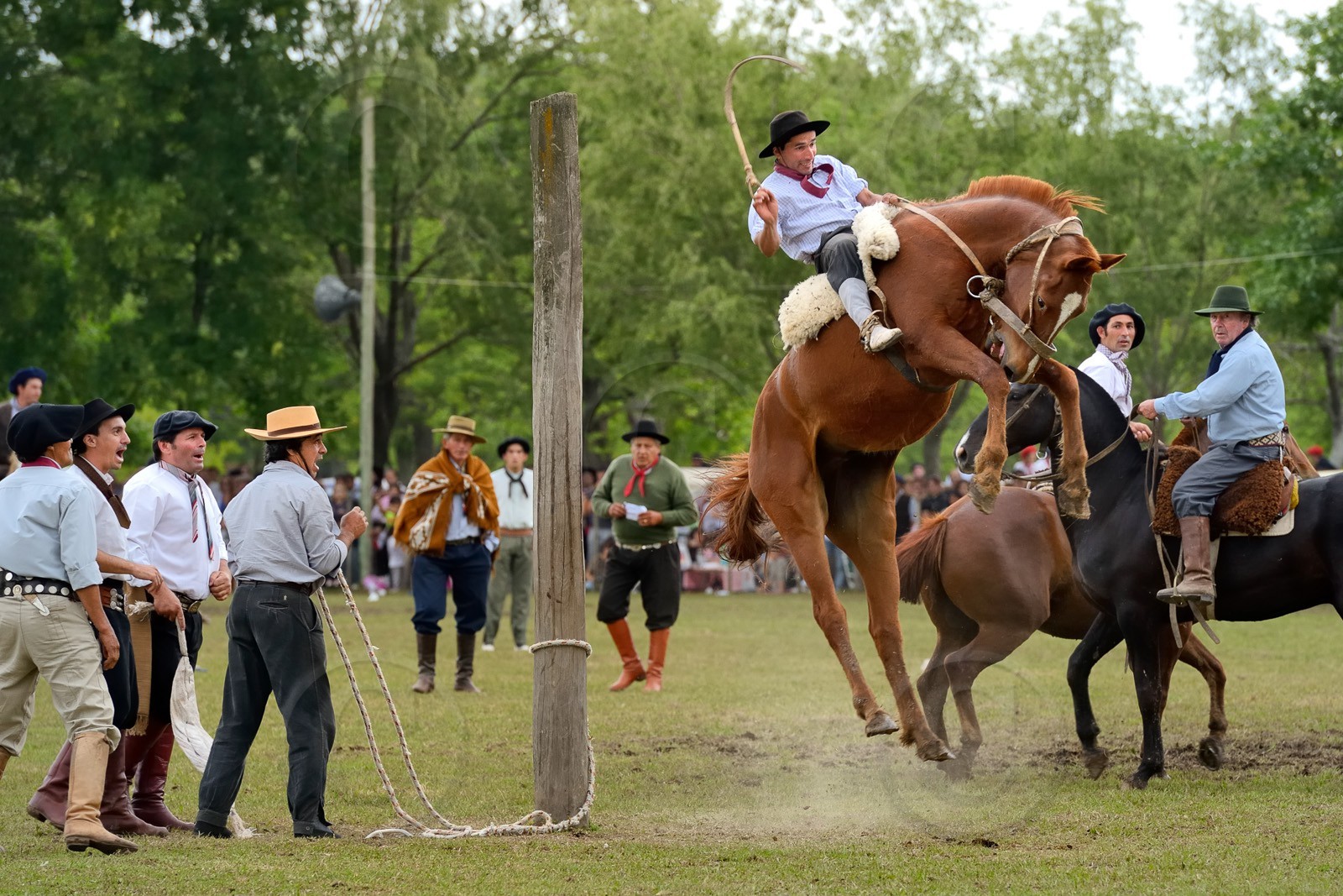 Argentine, province de Buenos Aires, San Antonio de Areco, fête du Jour de la Tradition (Dia de la Tradicion), les gauchos prouvent leur habilité à cheval lors d'un rodéo appelé Jineteada gaucha  Argentina, Buenos Aires Province, San Antonio de Areco, Tradition Day festival (Dia de Tradicion), gauchos demonstrate their ability with horses at a rodeo called Jineteada gaucha
