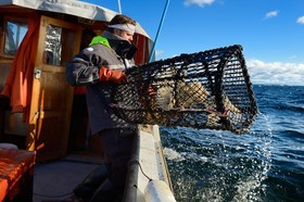 Suède, Västra Götaland, Iles Koster, sortie en mer pour récupérer les casiers à homards  Sweden, Västra Götaland, Koster Islands, out to sea to retrieve lobster traps